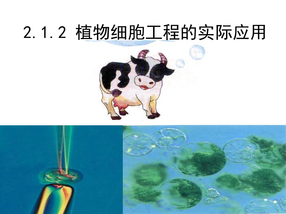 植物细胞工程的实际应用讲课ya.ppt_第2页