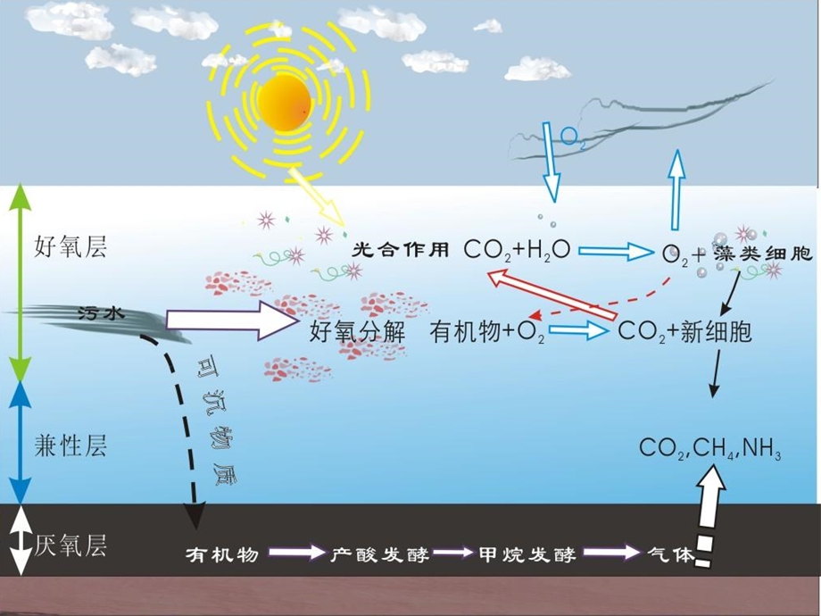 污染控制第四章1活性污泥法.ppt_第2页