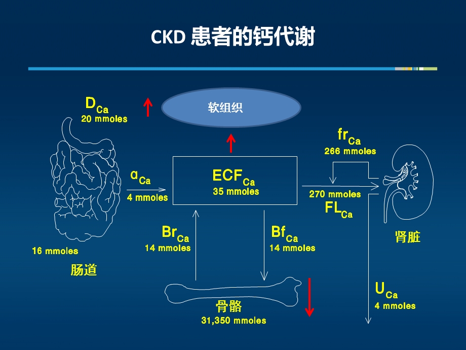 慢性肾脏病钙磷代谢管理.ppt_第3页