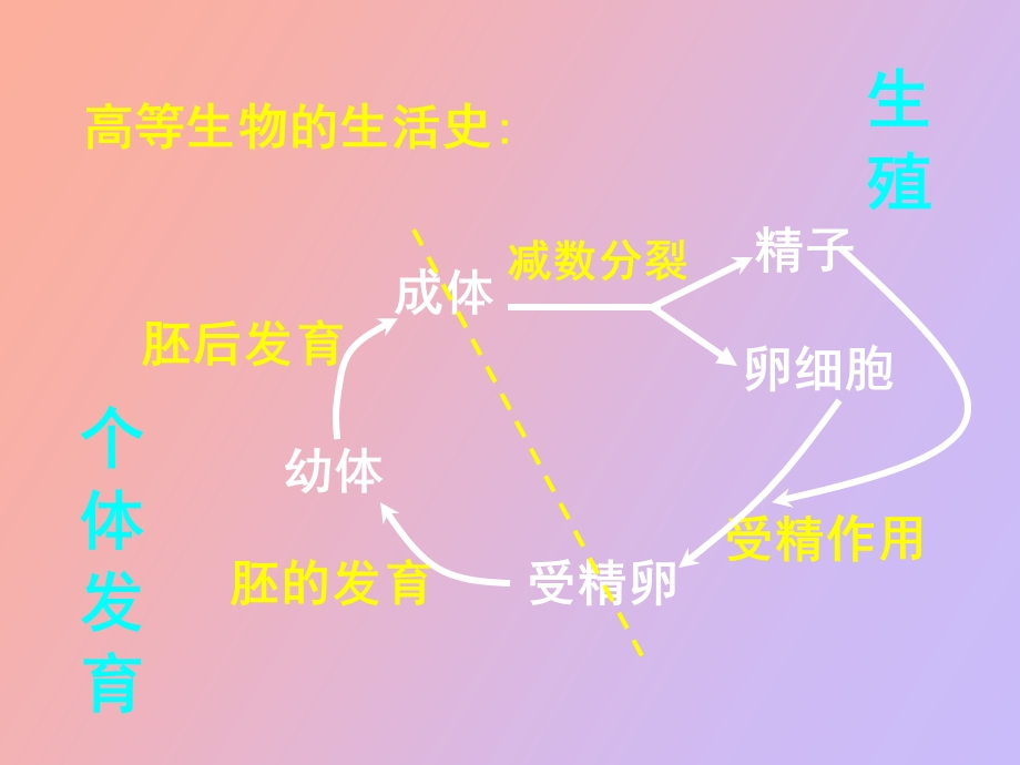 有性生殖和个体发育.ppt_第2页