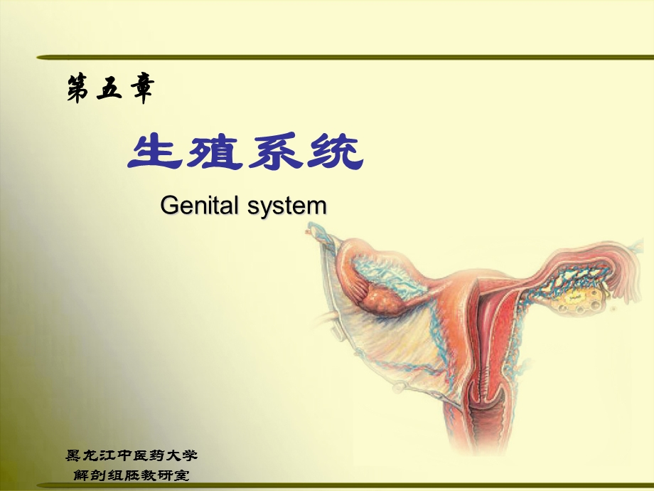 正常人体解剖学第五章生殖系统.ppt_第1页