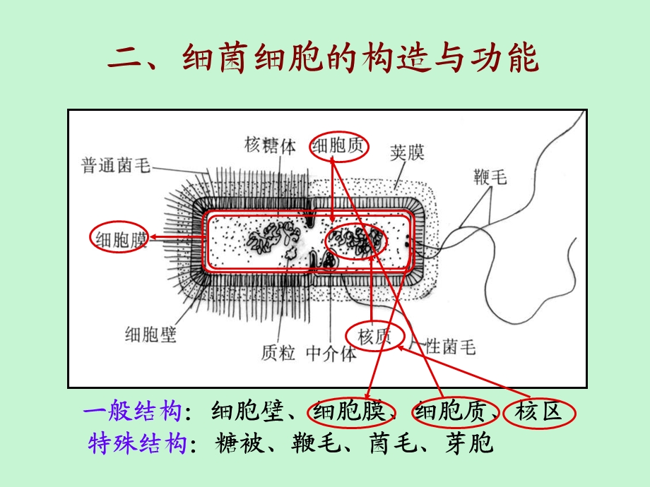 原核生物的形态、构造.ppt_第2页