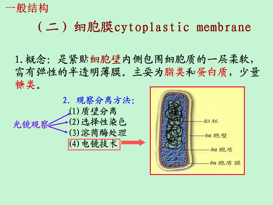 原核生物的形态、构造.ppt_第3页