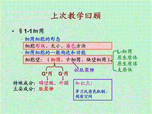 原核生物的形态、构造.ppt