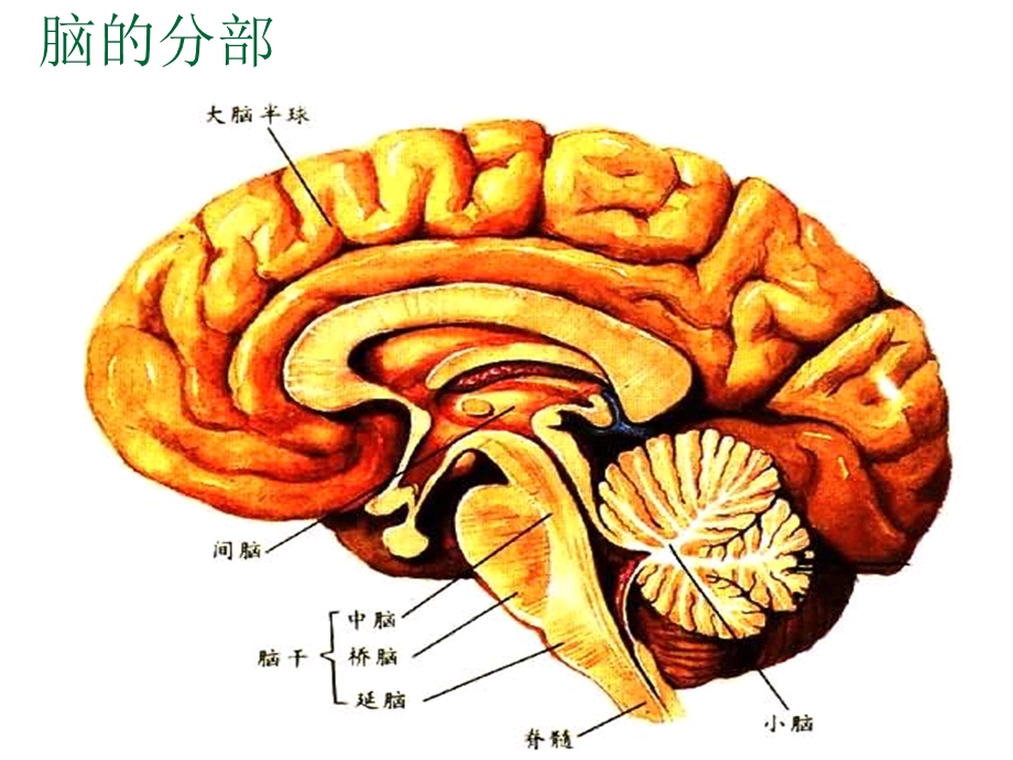 脑生理解剖.ppt_第2页