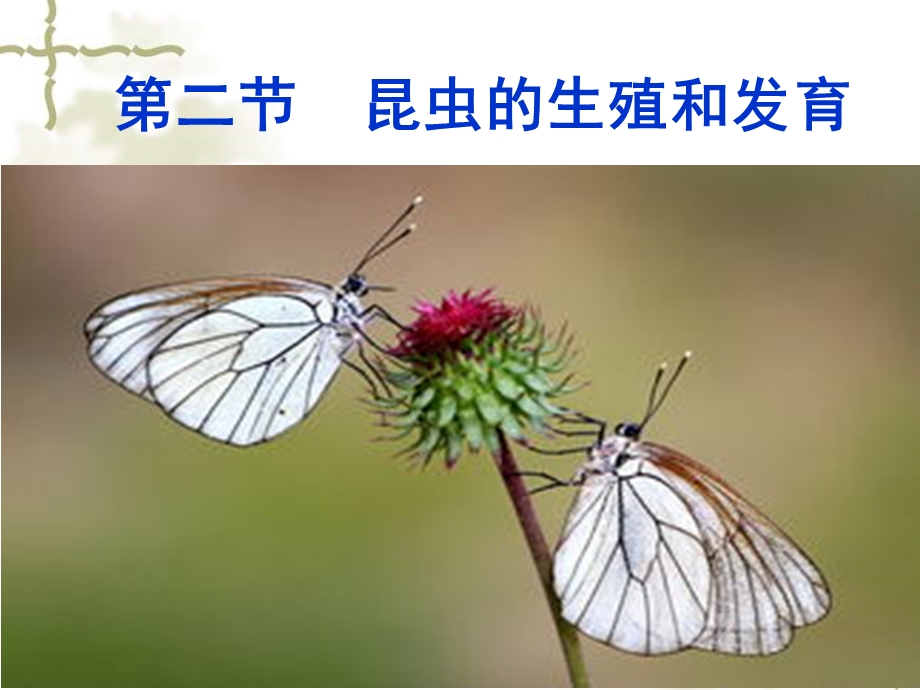 昆虫的生殖和发育ppT.ppt_第1页