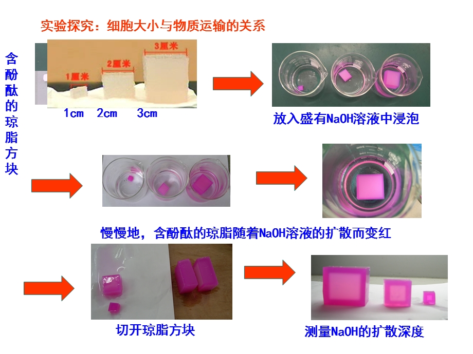 细胞的增殖.ppt_第2页