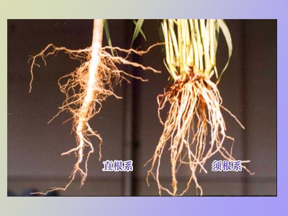 植物学实验四根的形态与结构.ppt_第3页