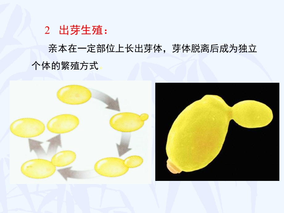 植物界的有性生殖和世代交替.ppt_第2页