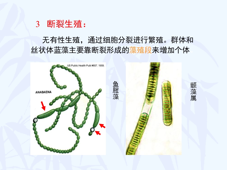 植物界的有性生殖和世代交替.ppt_第3页