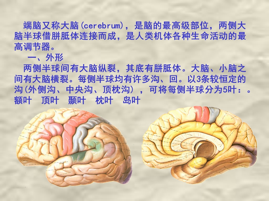 脑神经系统端脑(下).ppt_第2页