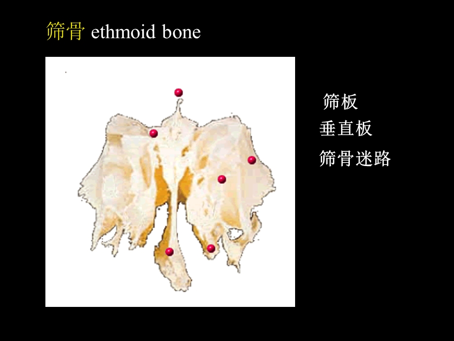 颅骨及其连结ppt课件.ppt_第3页