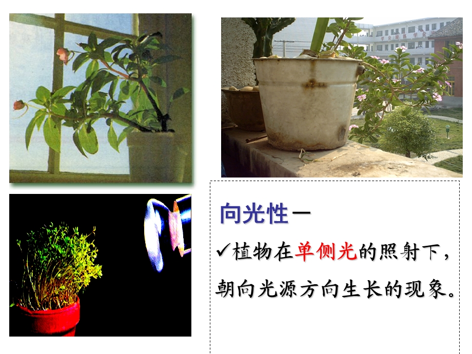 植物生长素的发现教学用.ppt_第2页