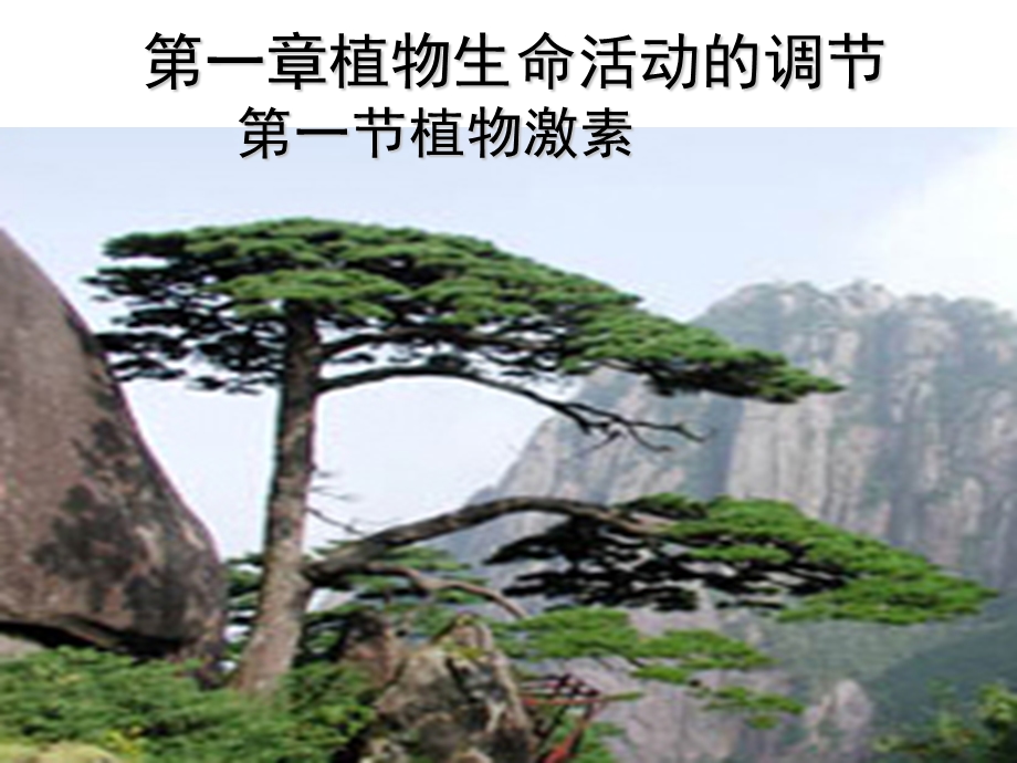 植物生长素的发现教学用.ppt_第3页