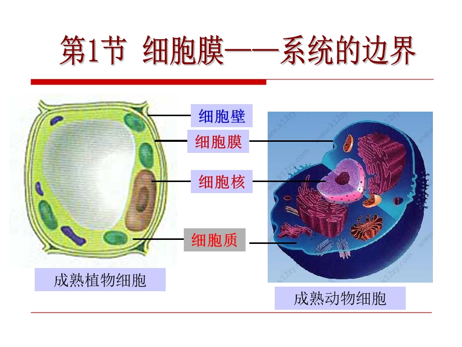 细胞膜系统的边界46ppt.ppt_第2页