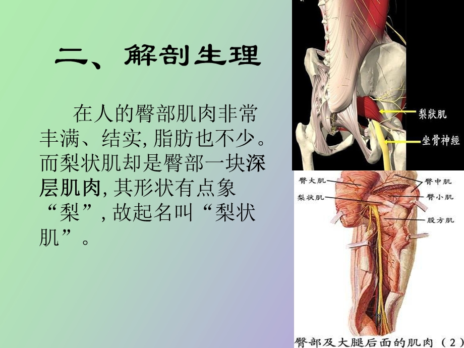 梨状肌综合征.ppt_第3页