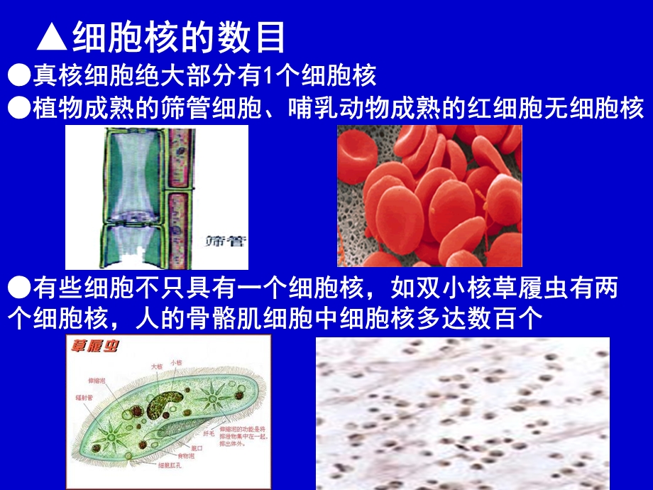 笔记： 第三节细胞核.ppt_第1页