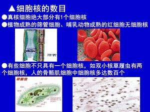 笔记： 第三节细胞核.ppt