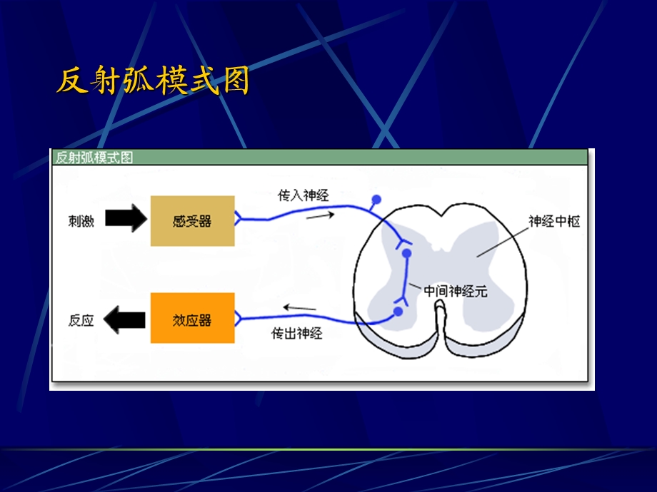 生理实验——反射弧.ppt_第2页