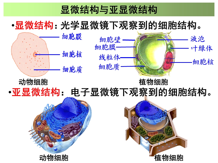 细胞器讲解 [自动保存的].ppt_第2页