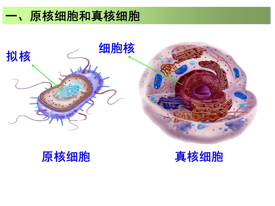 细胞器讲解 [自动保存的].ppt_第3页