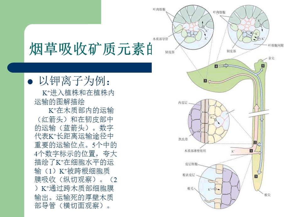 影响养分吸收的因素.ppt_第2页