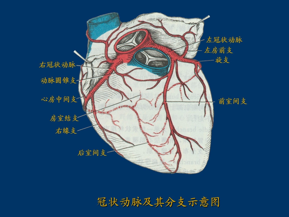 抗动脉粥样硬化药.ppt_第2页