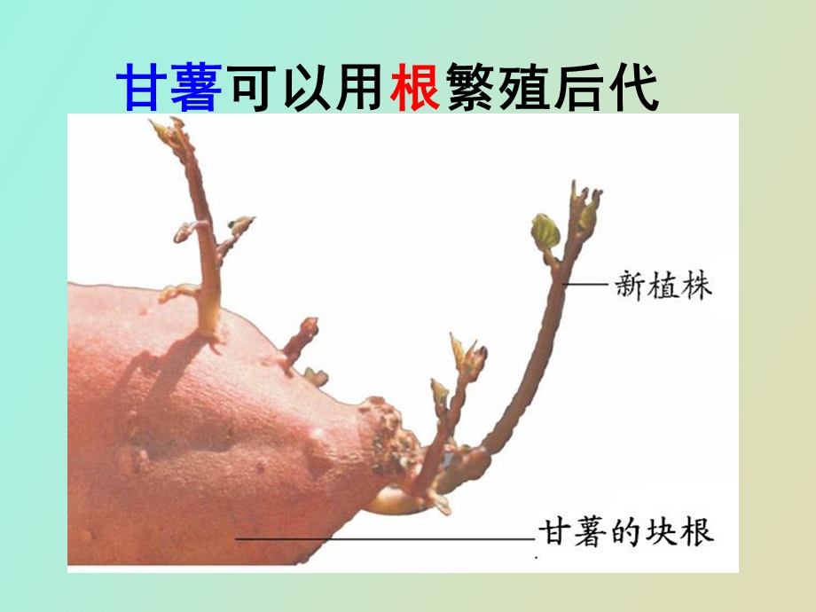 植物的无性生殖课件用.ppt_第3页