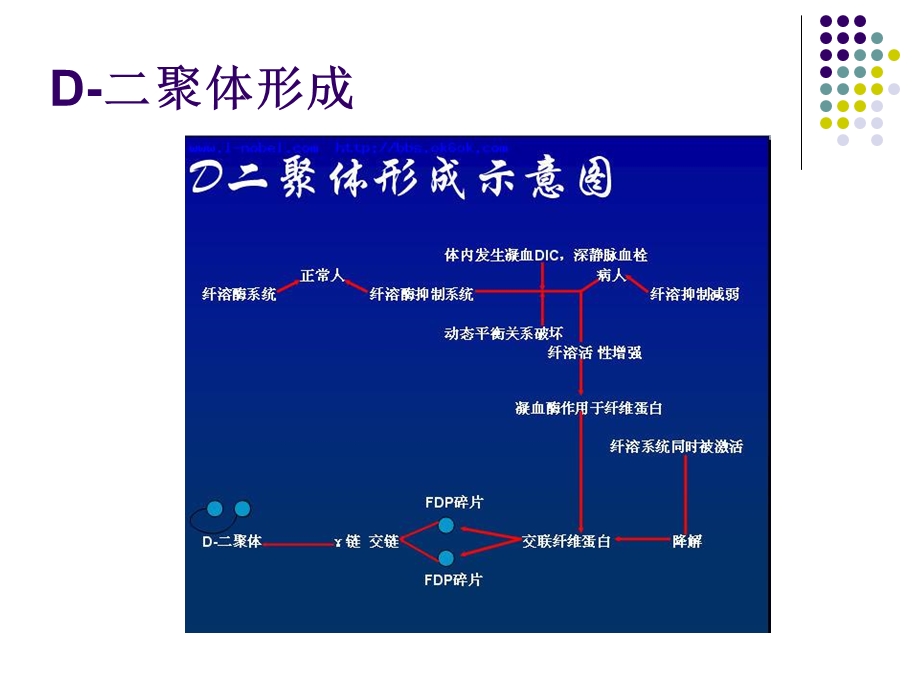 d二聚体心肌钙,pct ppt课件.ppt_第3页