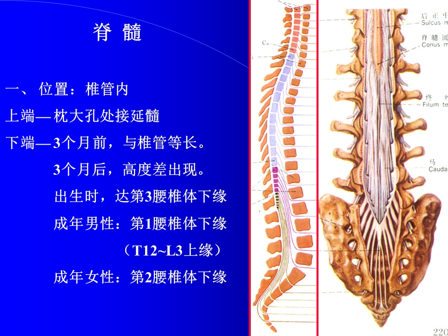 脊髓外形及灰质核团神经解剖学讲稿.ppt_第1页