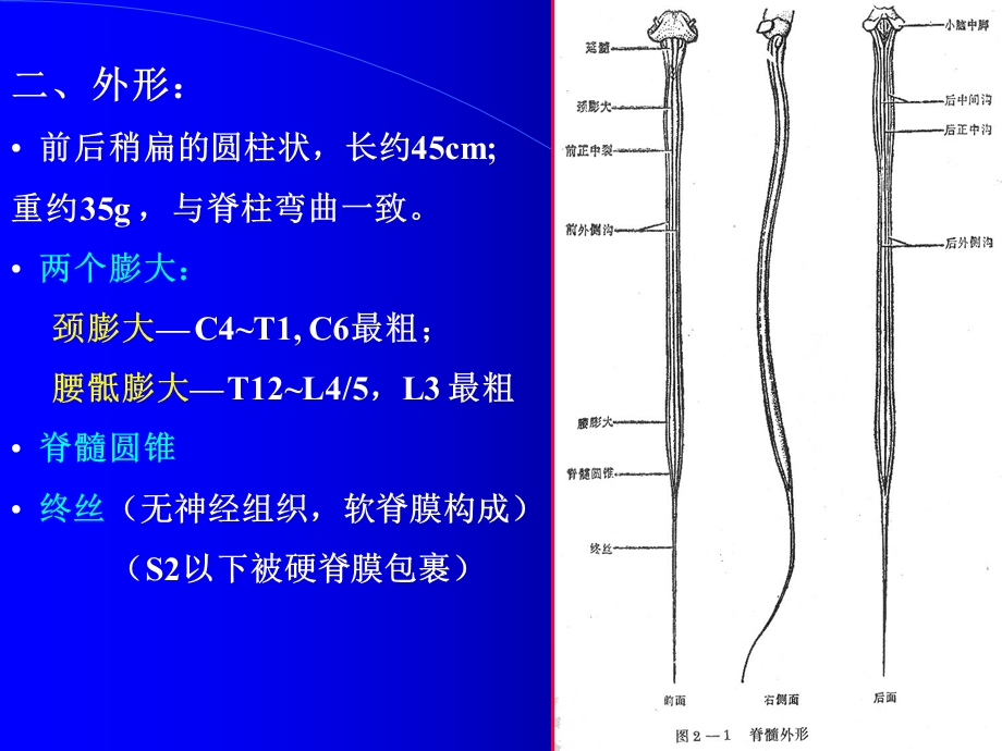 脊髓外形及灰质核团神经解剖学讲稿.ppt_第2页