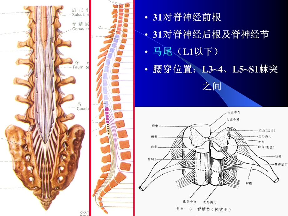 脊髓外形及灰质核团神经解剖学讲稿.ppt_第3页