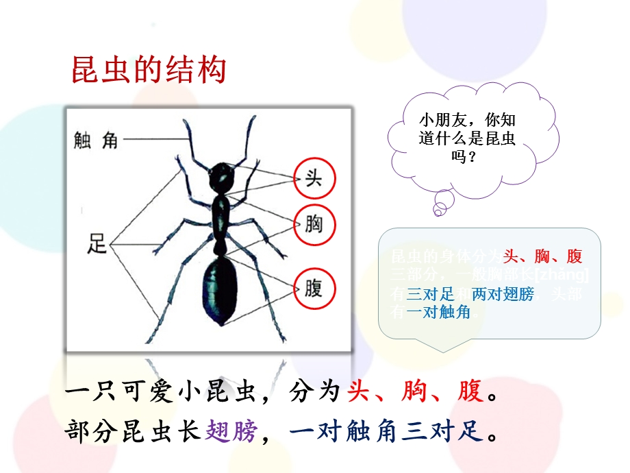 幼小衔接课件科学-认识昆虫.ppt_第3页