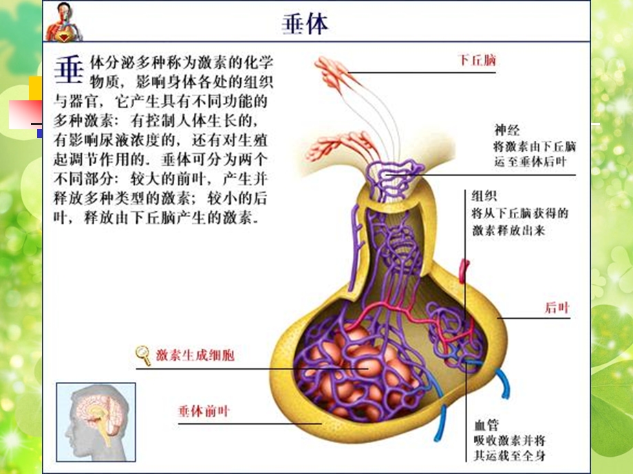 腺垂体功能减退症.ppt_第3页