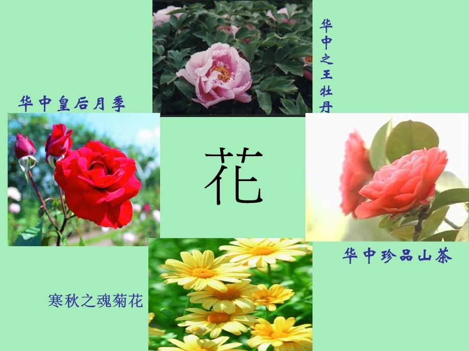 植物的开花和结果苏教.ppt_第2页