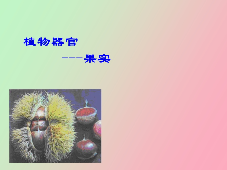 植物器官果实.ppt_第1页