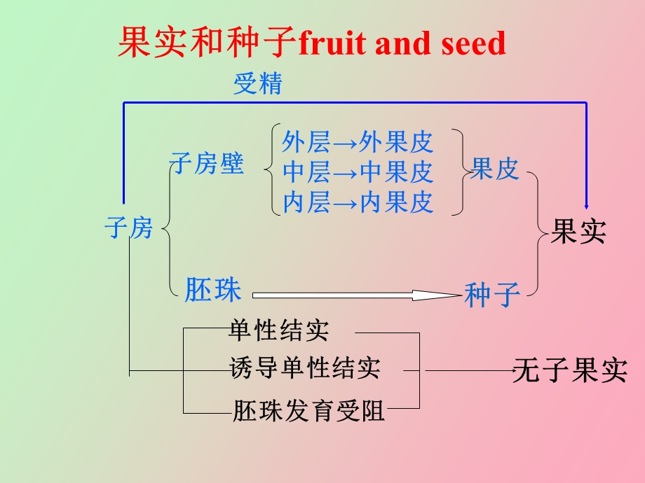 植物器官果实.ppt_第2页