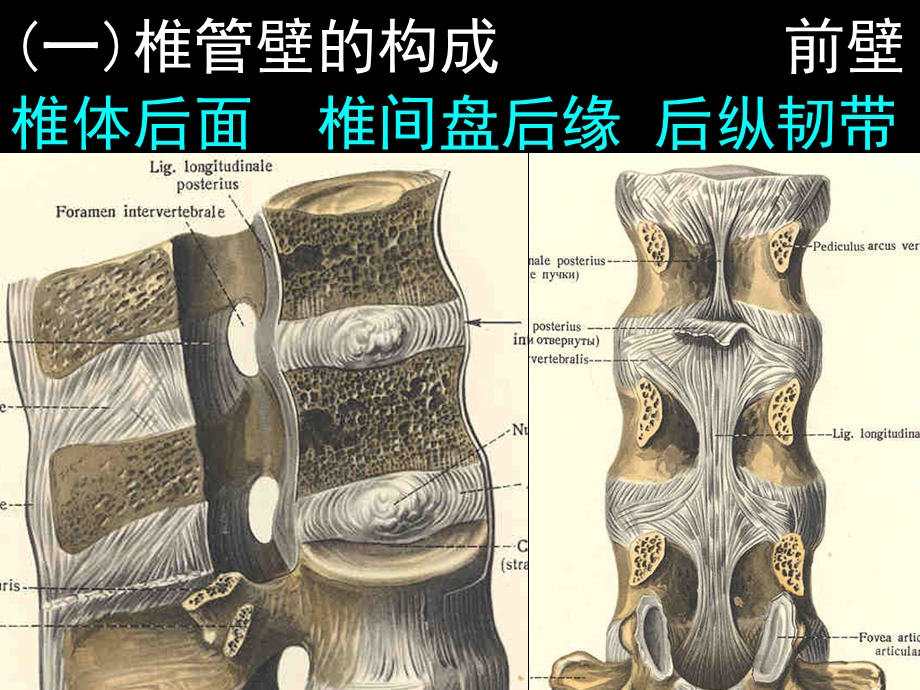 椎管解剖-腰麻、骶管麻醉基础.ppt_第3页