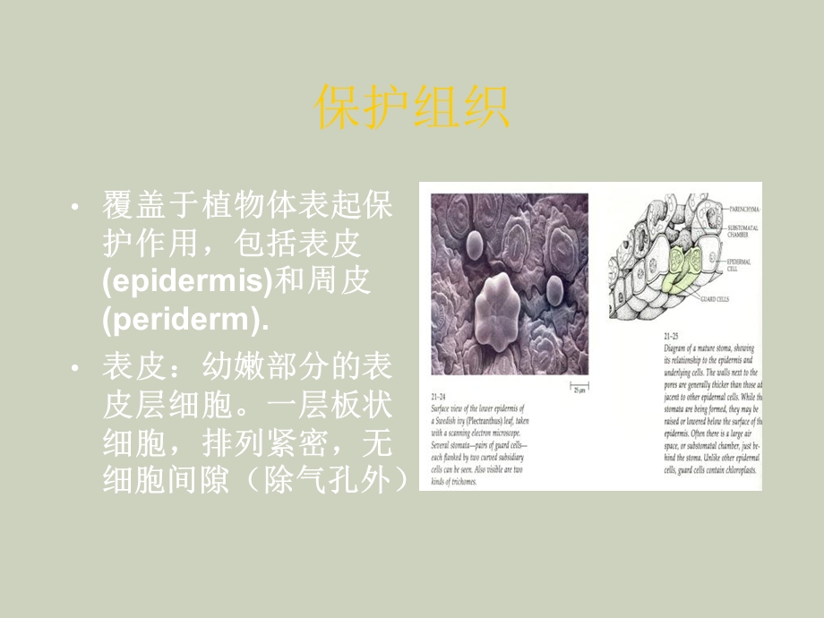 植物的细胞和组织第四部分.ppt_第1页