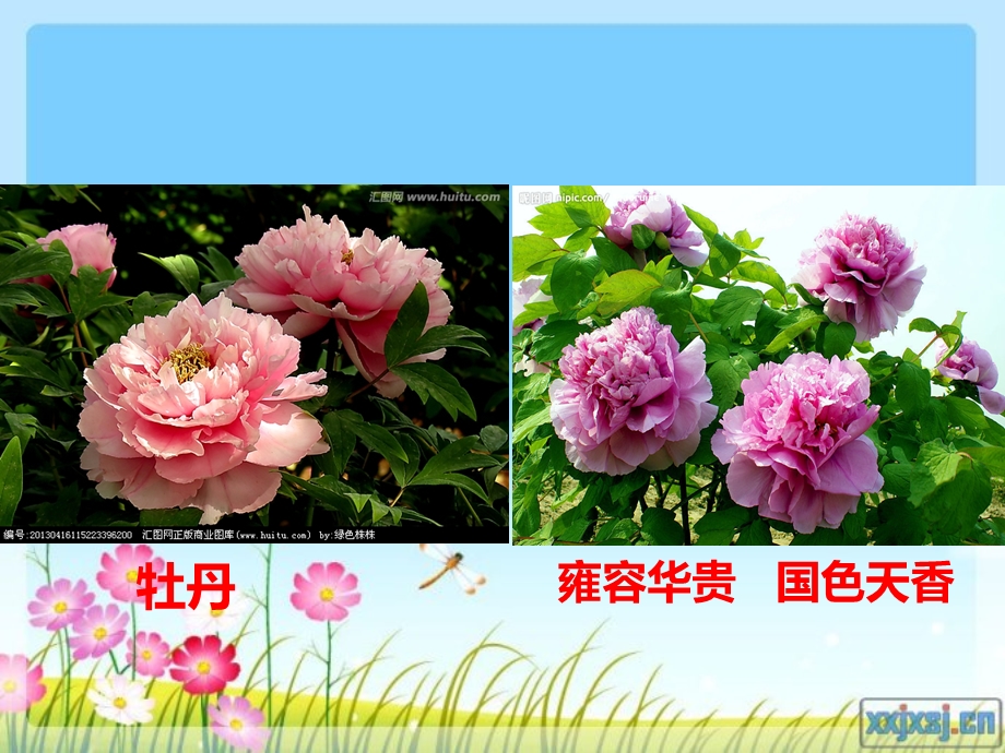 我喜欢的一种花.ppt_第1页