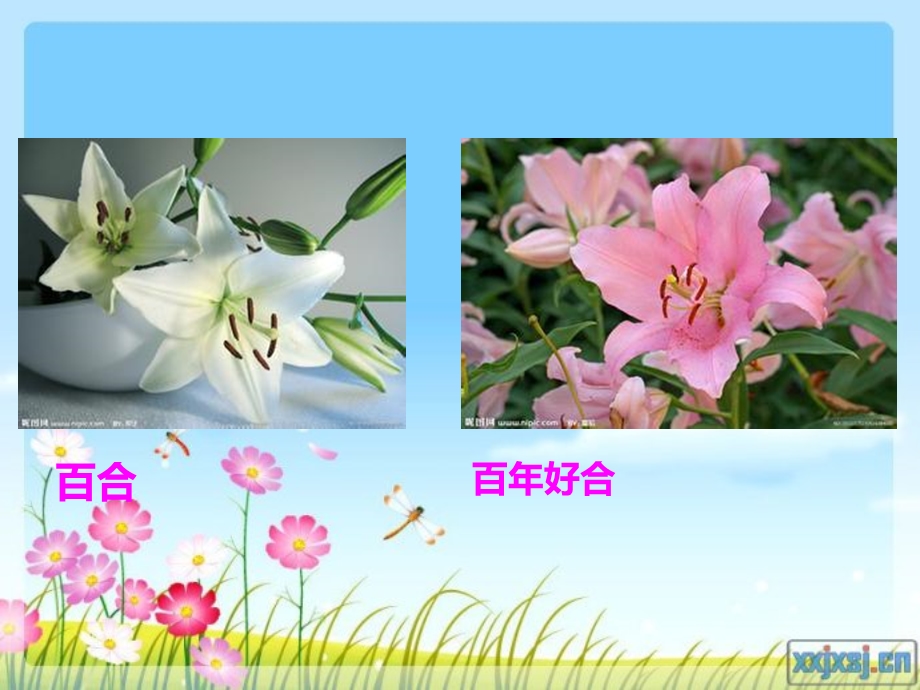 我喜欢的一种花.ppt_第2页