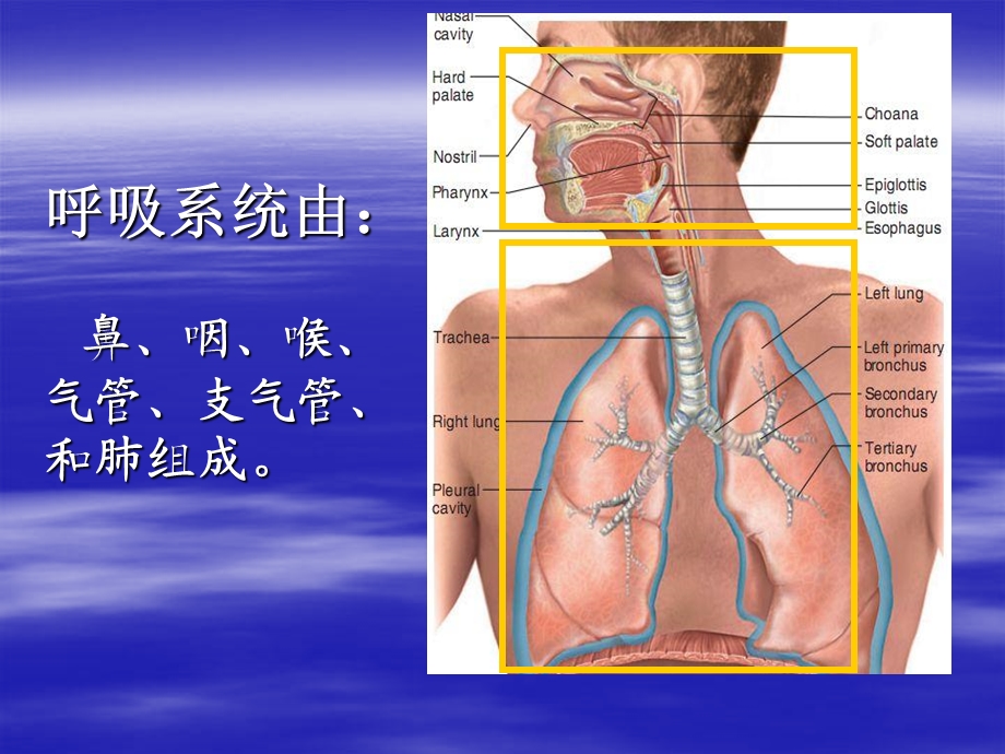 呼吸系统疾病诊断和鉴别诊断的临床思维.ppt_第2页