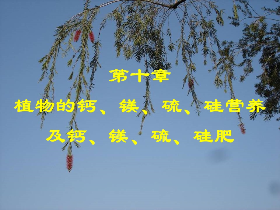 植物的钙镁硫硅营养及钙镁硫硅肥.ppt_第1页