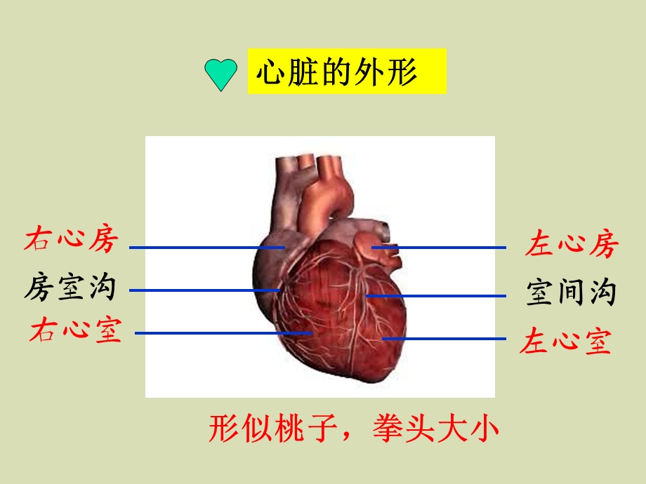 心脏基础护理.ppt_第3页