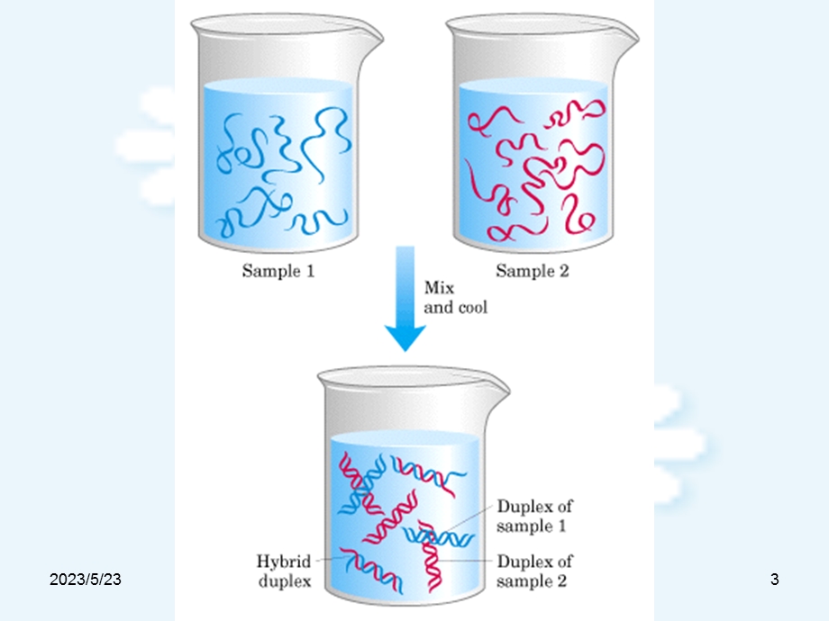 核酸分子杂交与应用.ppt_第3页