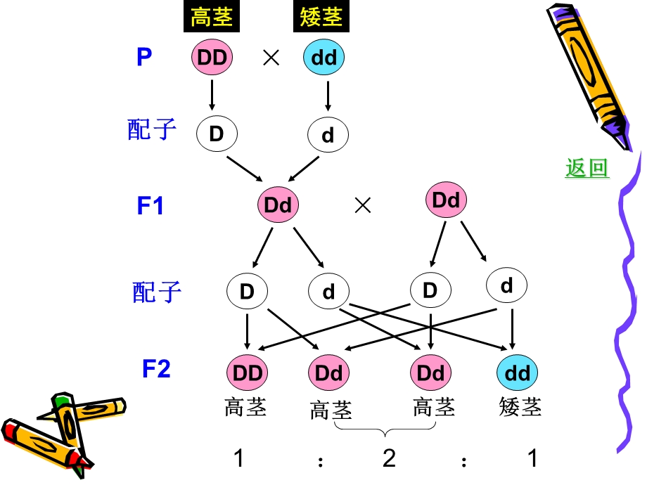 性状分离比的模拟实验.ppt_第3页