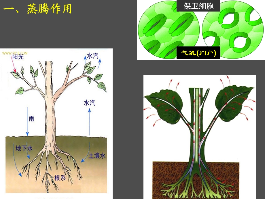 光合作用、呼吸作用、蒸腾作用专题复习.ppt_第2页