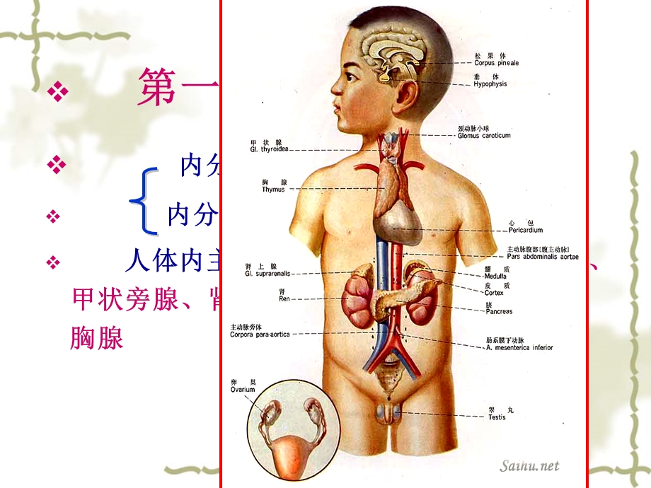 生理学 第八章内分泌.ppt_第3页