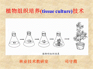 植物组织培养tissueculture技术.ppt