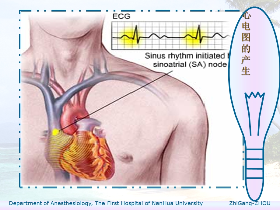 心电图基础与临床.ppt_第2页